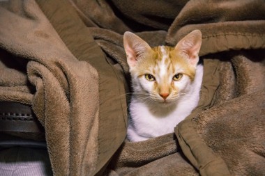 Kat