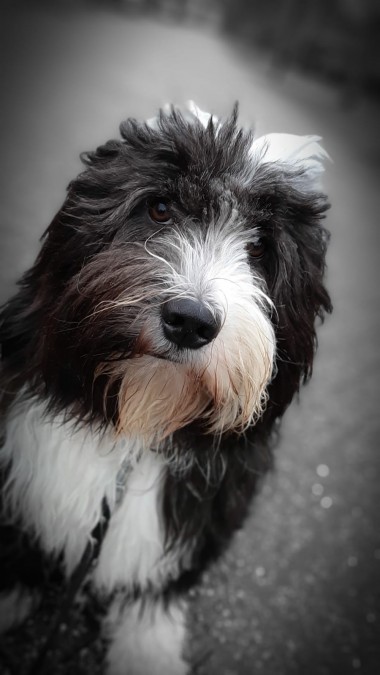 Bobby mooi