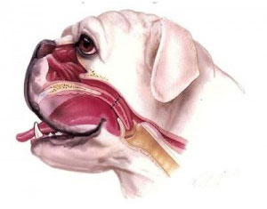 Brachycephale hond