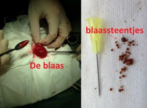 De blaas en blaasstenen