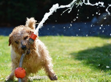 Dog hose