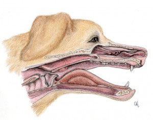 Doorsnede kop hond