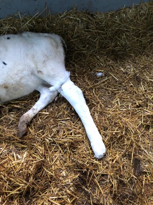 Elsje poot in gips