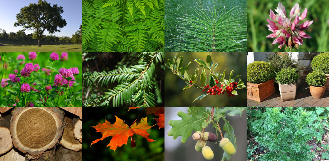 Giftige planten