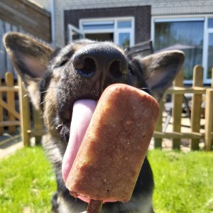 Hond eet een ijslolly