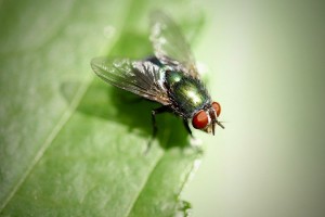 Groene vileg