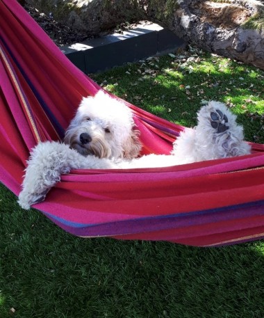 Hond in hangmat