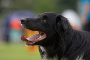 Hijgende hond ron baltus