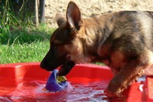 Hond in badje water