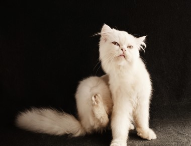 Krabbende kat