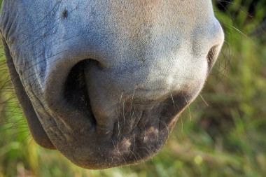 Paarden neus