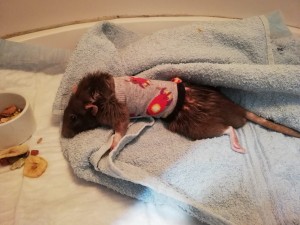 Tobi patient van de maand september 2018 na de operatie