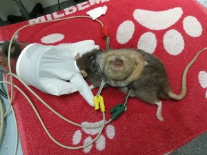 Tobi patient van de maand september 2018 voor de operatie
